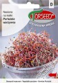 nasiona na kielki portulaka warzywna-TOR-646-08-g.jpg