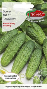 Ogórek gruntowy konserwowy Ibis F1 40z taśma