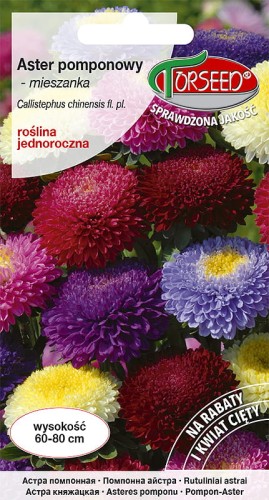 aster pomponowy mix-TOR348-09.jpg