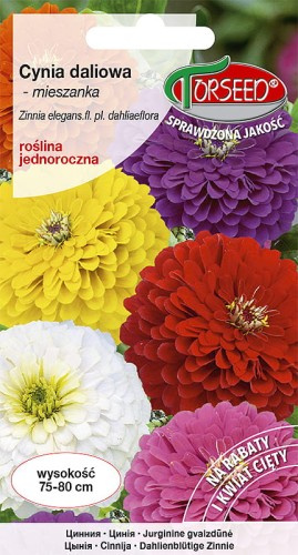 cynia daliowa mix-TOR388-09.jpg