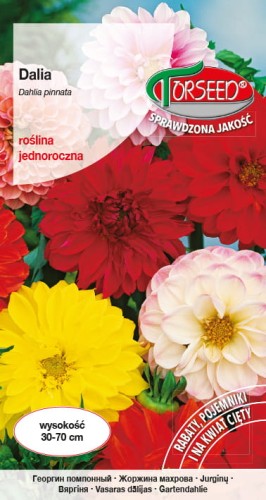 Dalia pełna i półpełna TORS 14146377PA_VS (1).jpg