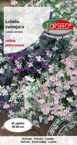 Lobelia zwisająca niebieska TORS 14009473PA_VS (1).JPG
