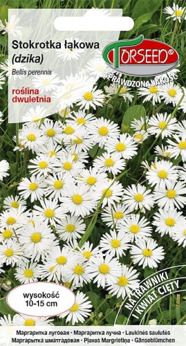 stokrotka łakowa-TOR345-09.jpg