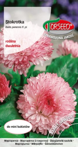Stokrotka wielkokw. różowa TORS 14146464PA_VS (1).jpg