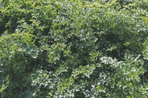 PIETRUSZKA NACIOWA TITAN 50g