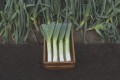 leek-jolant-low_resolution.jpg