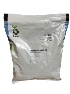 SZPINAK REMBRANDT F1 50 000 nasion