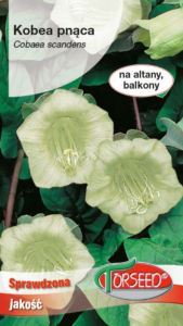 Kobea pnąca biała 0,8 g