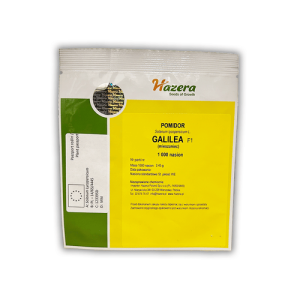 Pomidor Galilea 1T Hazera