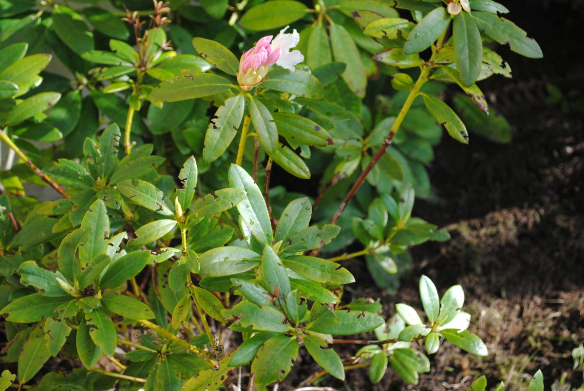 szkodniki-rododendron