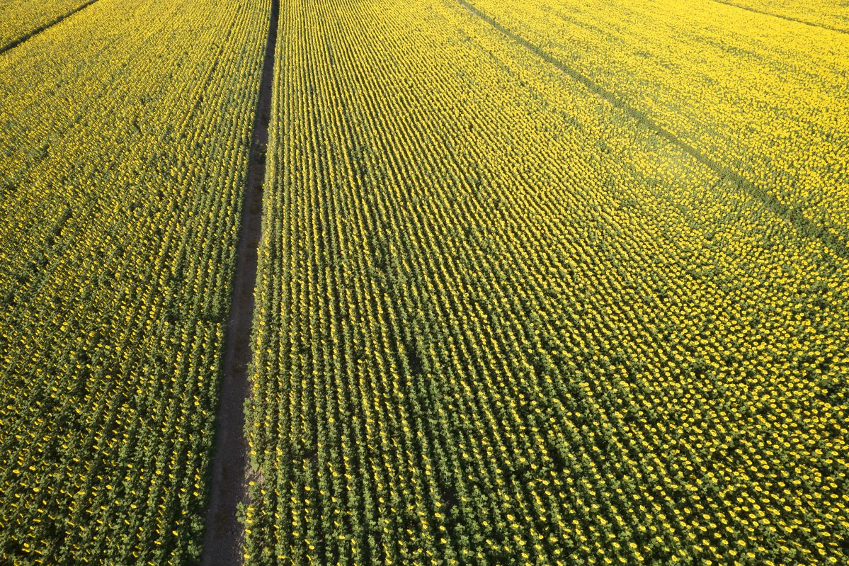 uprawa slonecznika