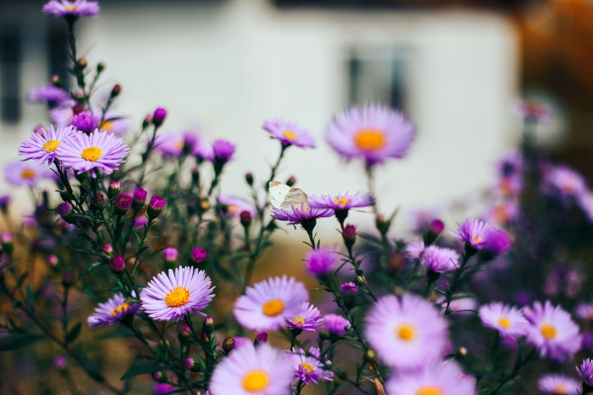aster alpejski 