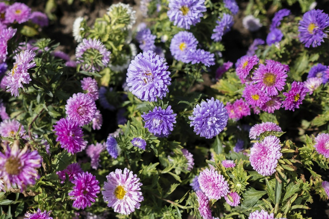 aster-chinski-karlowy