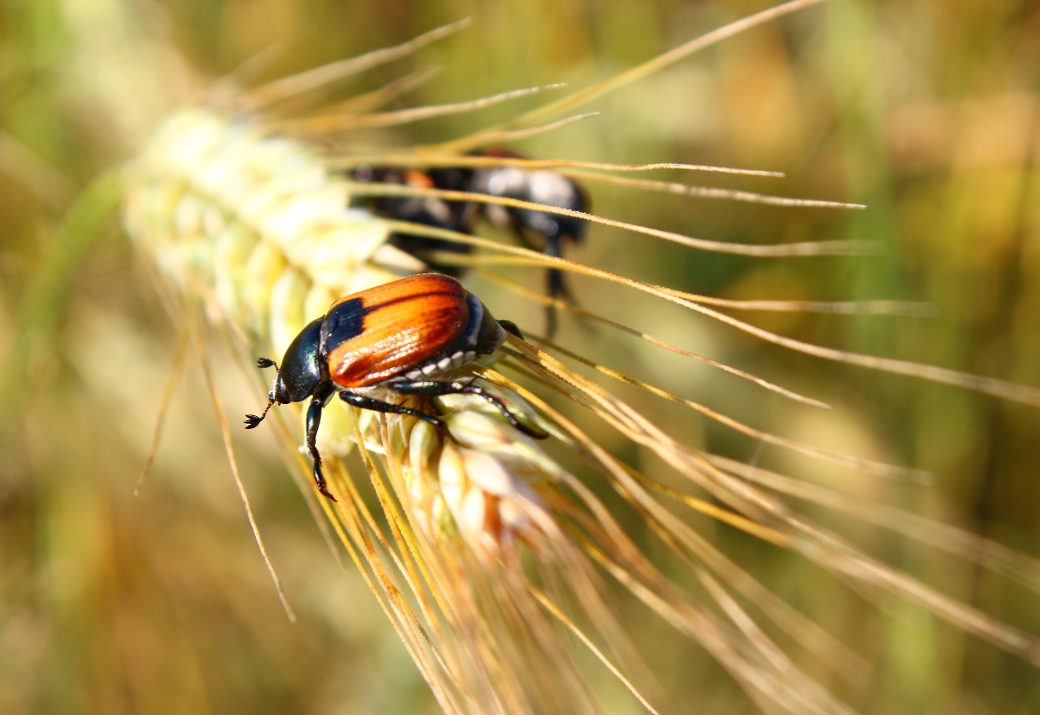 kiedy-stosowac-insektycydy