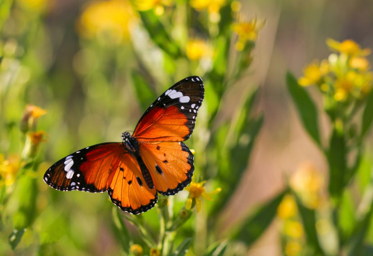 motyl rosliny