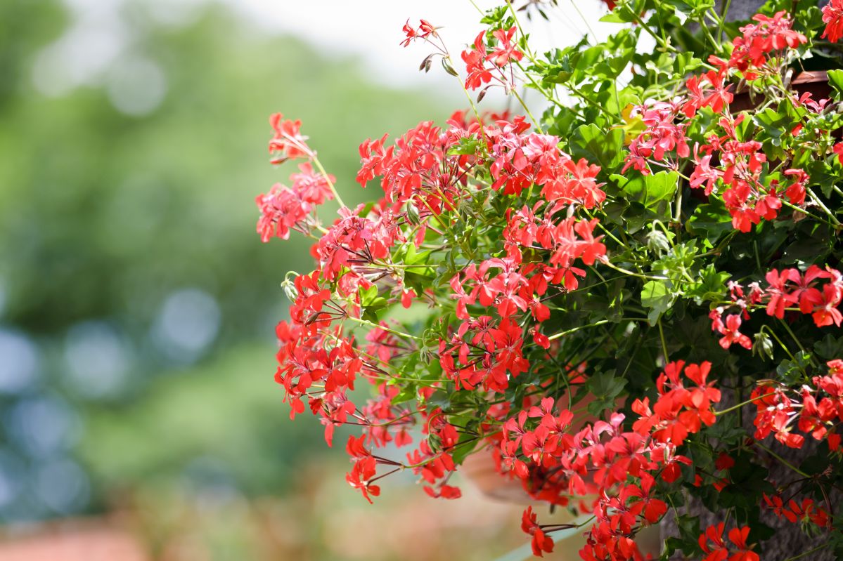 pelargonia