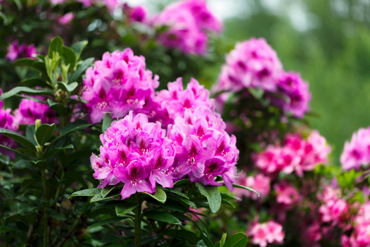 Zwalczamy szkodniki atakujące rododendrony