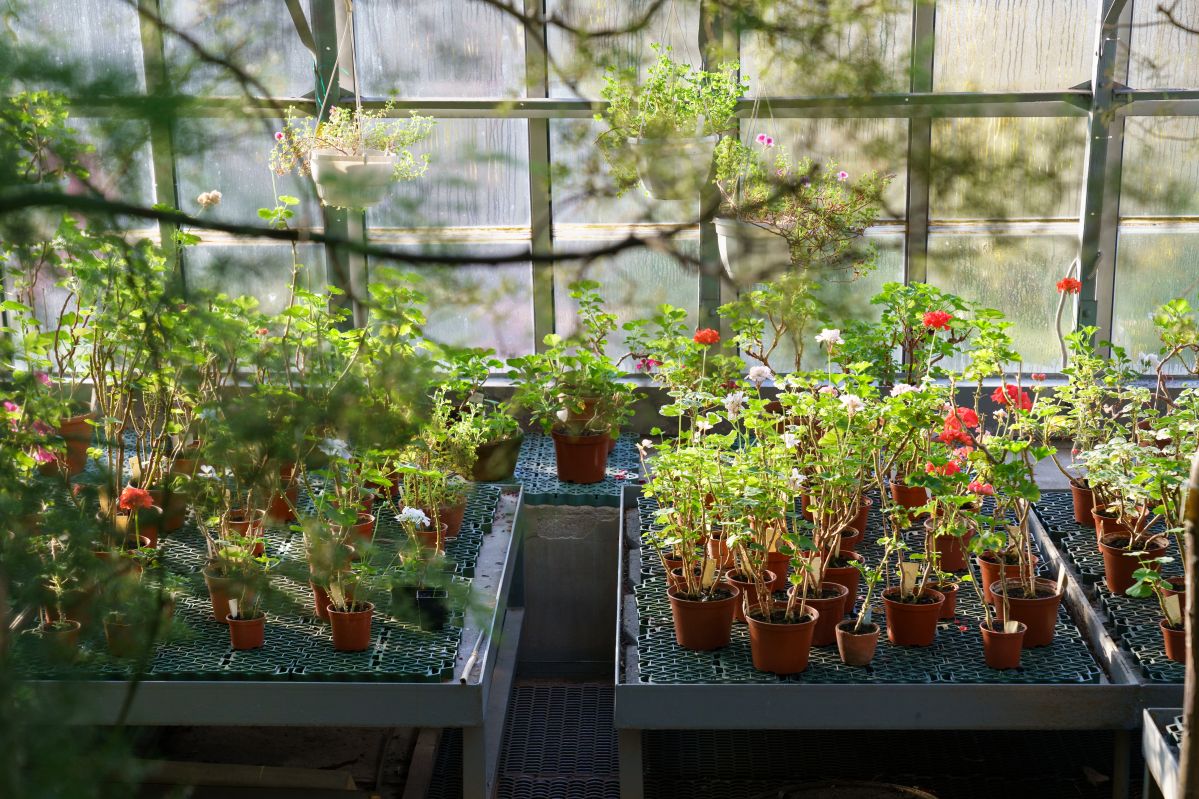 Jak przezimować pelargonie? Podpowiadamy!
